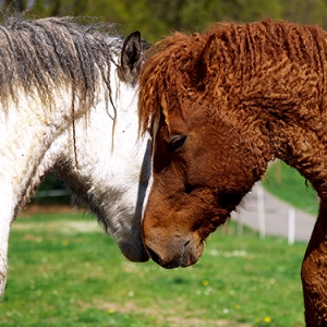 昔日太宗拳毛騧，今日巴什基爾卷毛馬