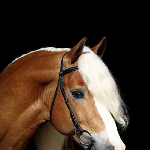 駿走天下，夢(mèng)圓哈福林格