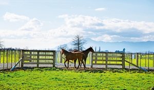 賽馬中新，緣起新西蘭華人賽馬會(huì)