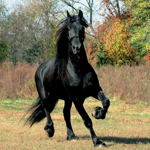 二十余年，黑馬戀……