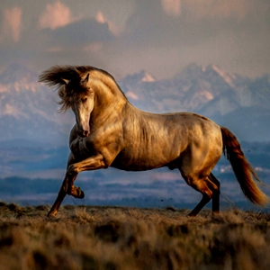 青山駿骨，逐馬西風(fēng)