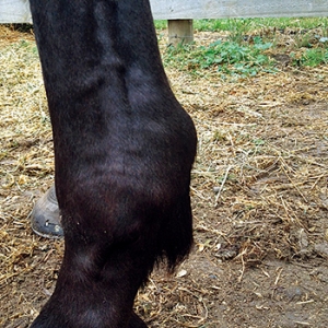 如何應(yīng)對(duì)馬匹的肌腱損傷？