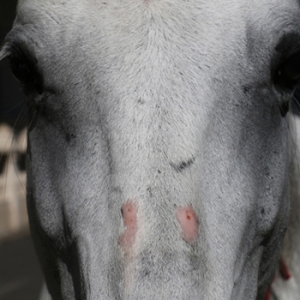 為什么馬的被毛會(huì)變白？