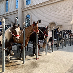 如何做好馬場(chǎng)防疫工作？