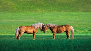 云南背一川，有馬行峰前