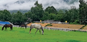 夢回金戈，上古孑遺