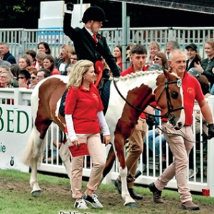 殘障人士的福音：馬的治愈作用